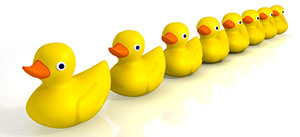 Image of ducks in a line